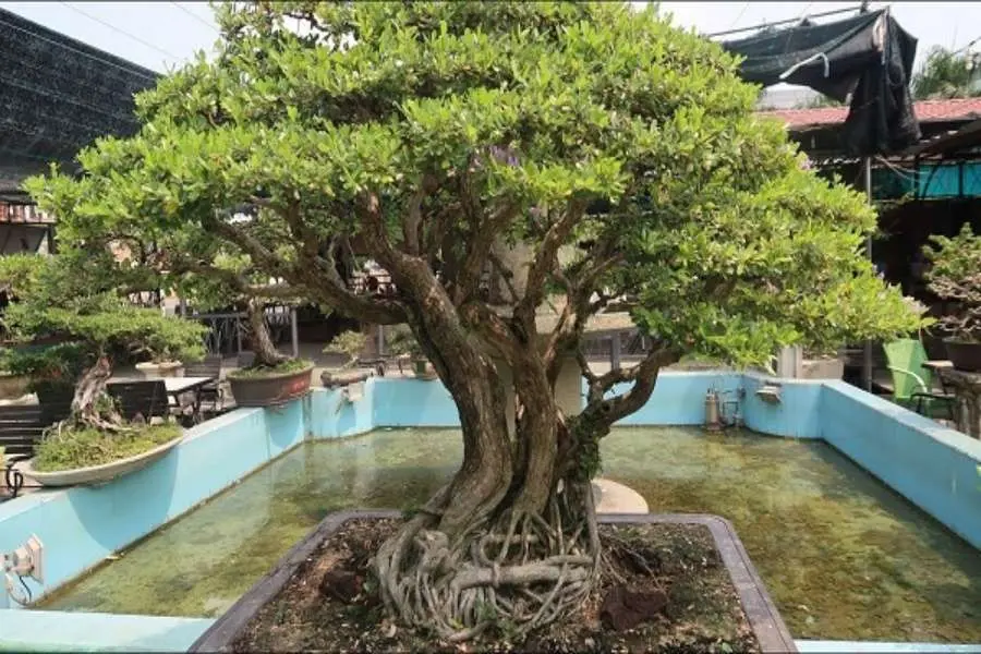 Linh sam được uốn theo thế bonsai cổ thụ.