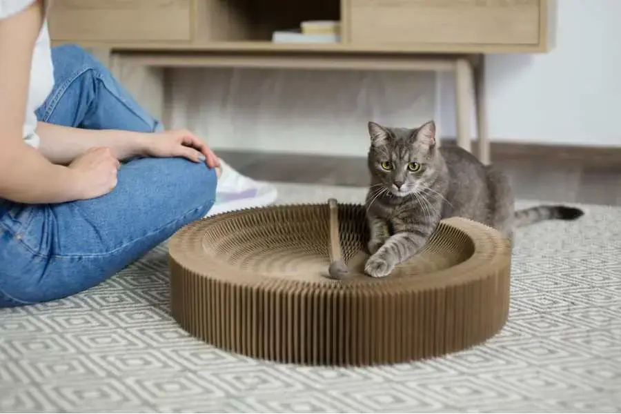 Bàn cào hay trụ cào sẽ là nơi để mèo thỏa thích cào móng