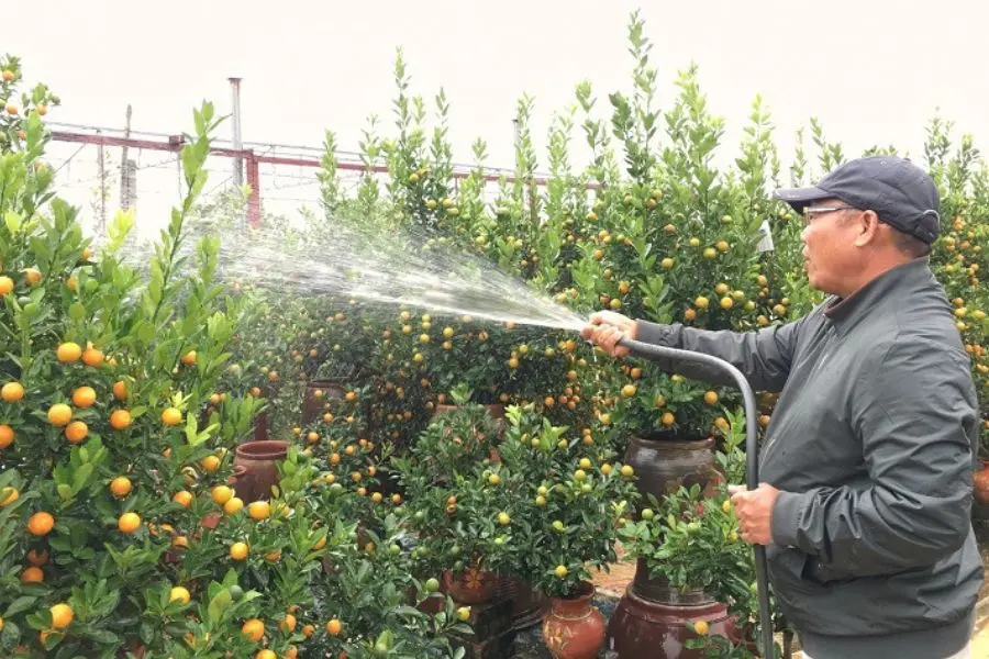 Cần lưu ý tưới nước cho cây quất ngày Tết.