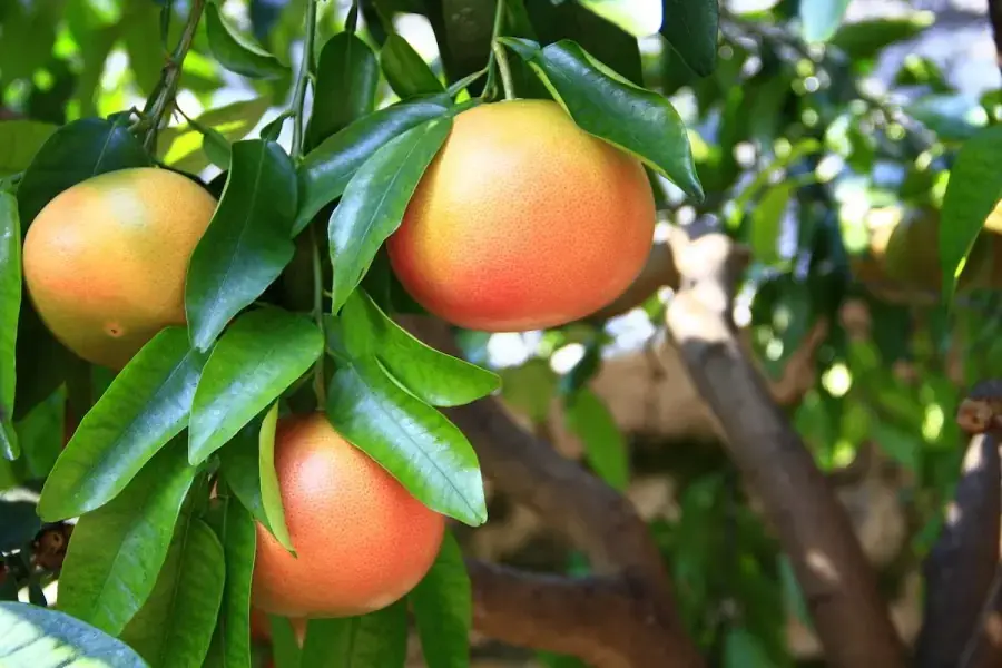 Cây bưởi tại Việt Nam