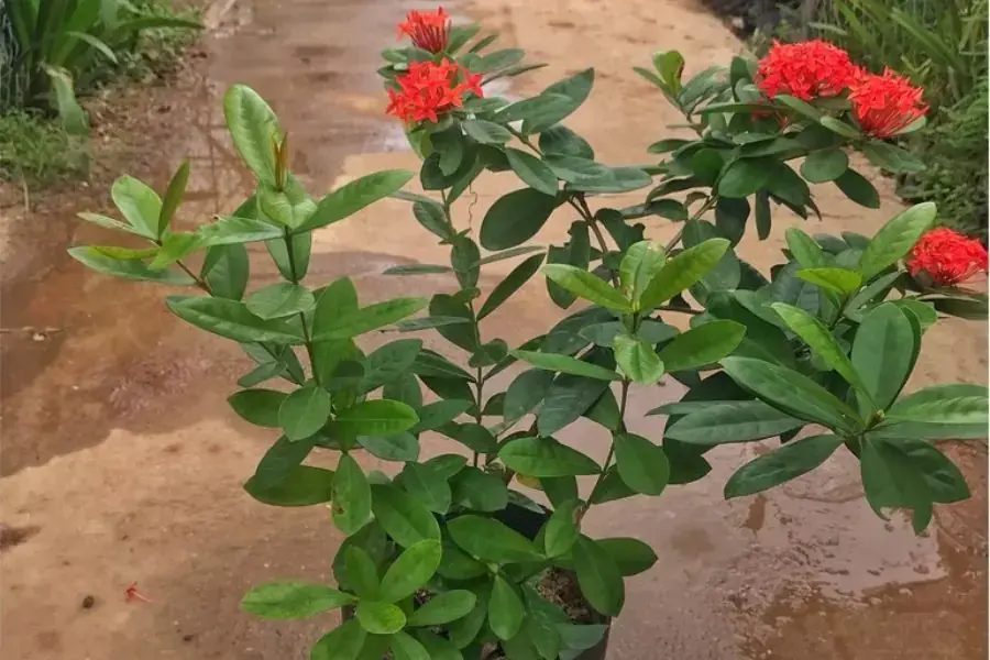 Nhân giống Mẫu Đơn bằng phương pháp giâm cành, tương tự với các bước trồng Mẫu Đơn.