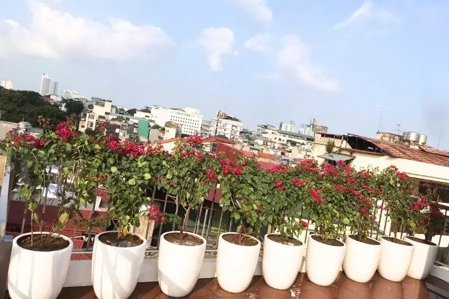 Cung cấp đủ ánh nắng cho cây trong quá trình trồng cây hoa giấy bằng cành