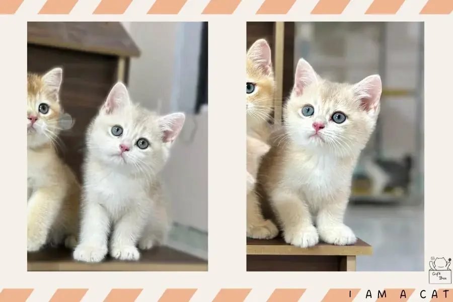 Mèo dưới 6 tháng tuổi cần chế độ ăn đầy đủ dinh dưỡng để làm nền tảng phát triển.