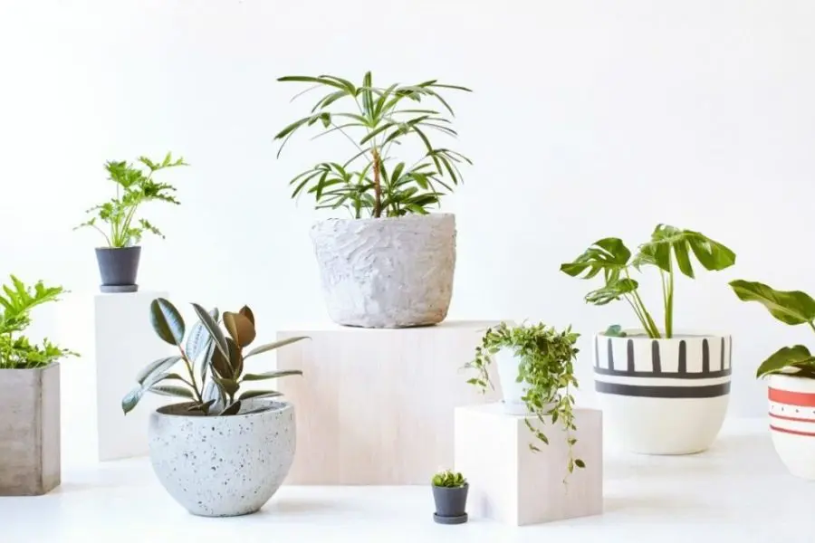 Cây cảnh giúp thu hút nhiều năng lượng tích cực cho người nhận.