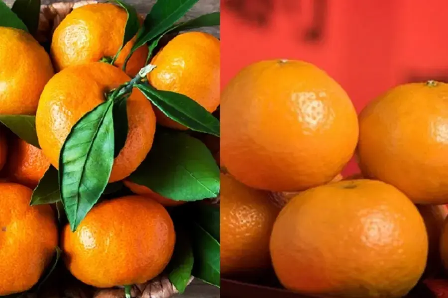 Quýt Việt Nam và quýt Trung Quốc