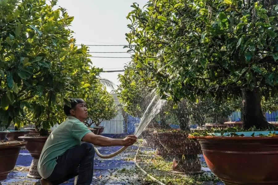 Vệ sinh và cung cấp dinh dưỡng cho mai vàng sau Tết.