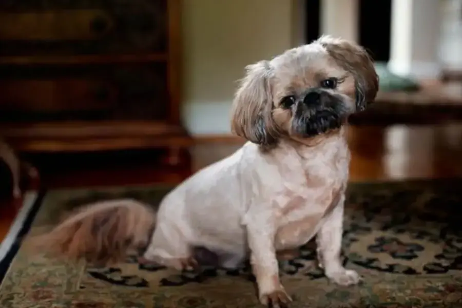 Chó Poodle lai Pug kháu khỉnh, thu hút mọi ánh nhìn của người đối diện.