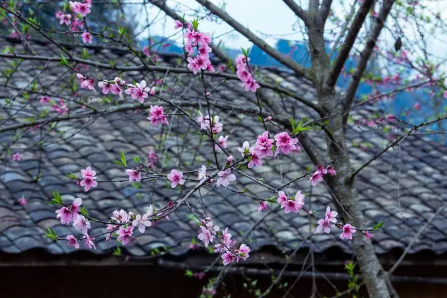 Hình ảnh đẹp về cành đào hồng.