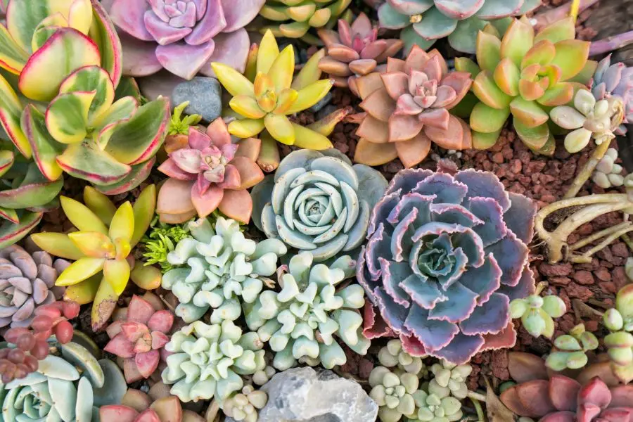 Sen đá, còn được gọi là sen đá xanh, có tên khoa học là Crassula ovata.