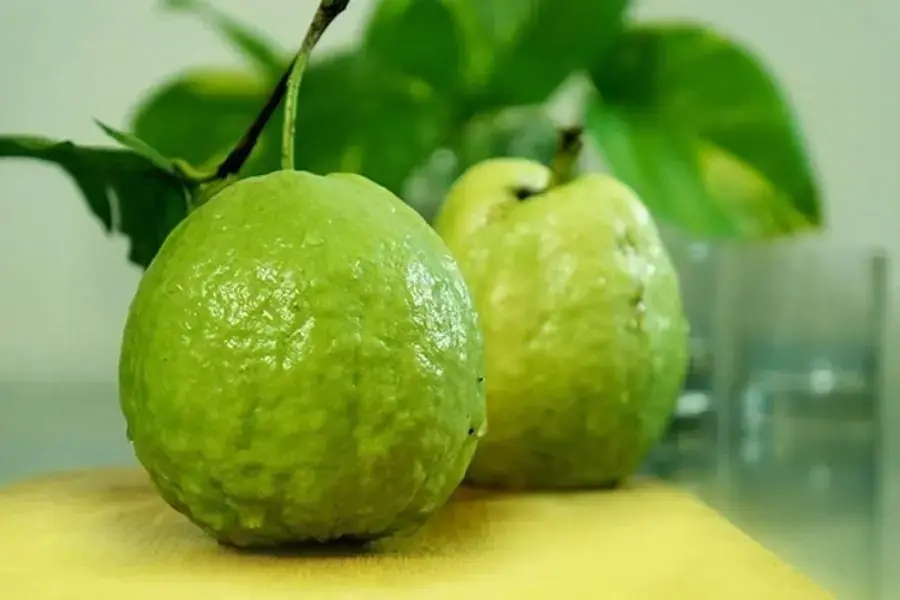 Quả ổi ngon