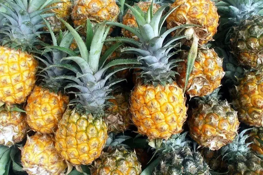 Quả dứa chín có màu vàng tươi