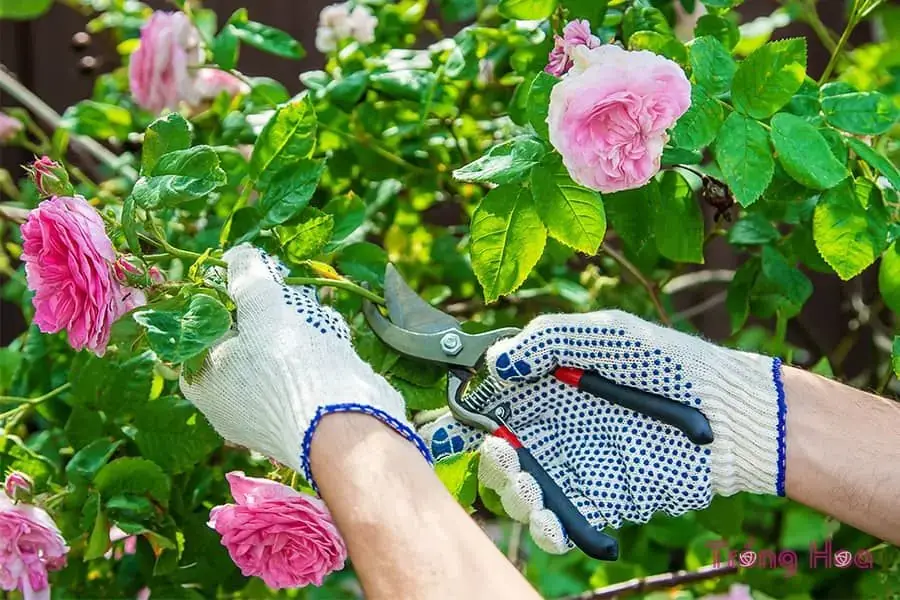 Cắt tỉa cành cho hoa hồng quyết định sự đâm chồi, ra hoa, hoa to, nở đẹp của cây