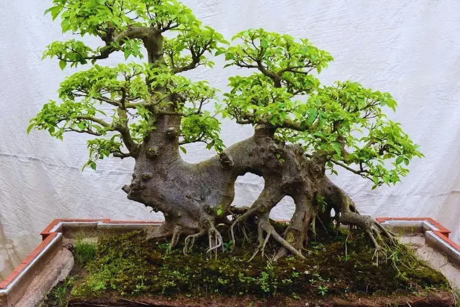 Tạo hình cây sung bonsai cực chiến