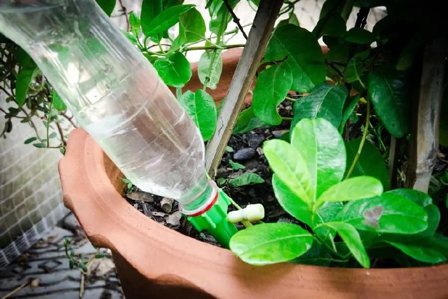 Làm hệ thống tưới cây bằng chai nước