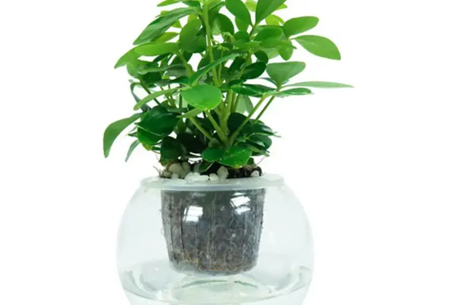 Ngũ gia bì mang đến sự vững vàng, ổn định.