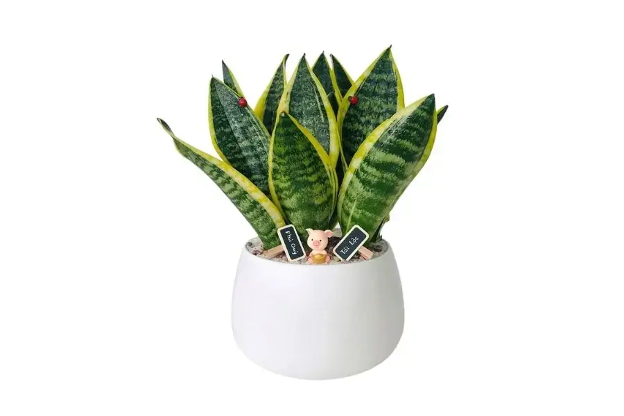 Cây Lưỡi Hổ biểu tượng cho sự mạnh mẽ, kiên cường vượt qua mọi gian nan, thử thách và xua đi vận xui