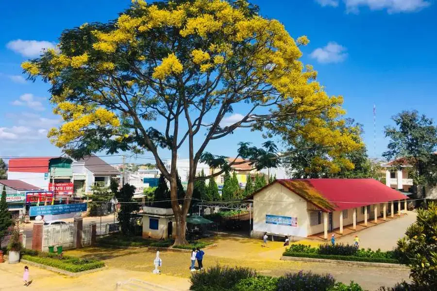 Hình ảnh cây phượng với lá màu vàng rực rỡ. 