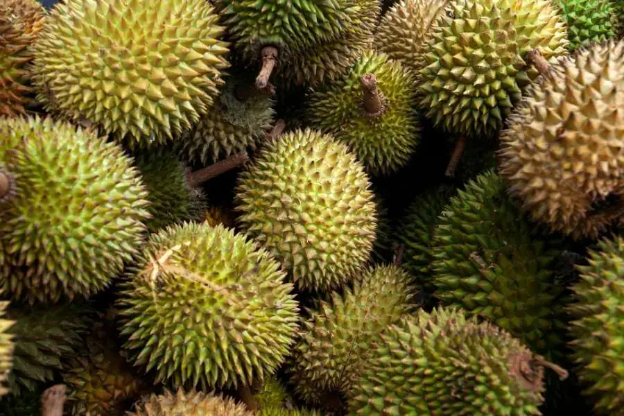 Sầu riêng có hai màu phổ biến gồm màu xanh và màu vàng