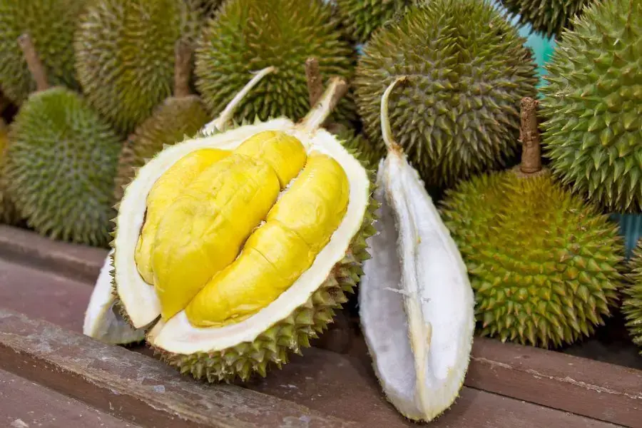 Ăn trái cây có mập không - Trong sầu riêng có chứa nhiều calo, chất béo nên rất dễ gây tăng cân khi ăn nhiều.