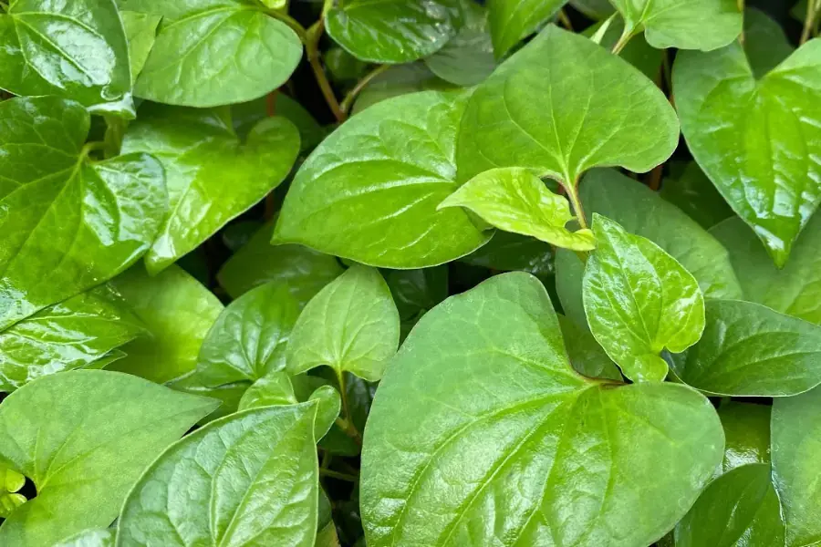 Rau diếp cá có khả năng kháng viêm