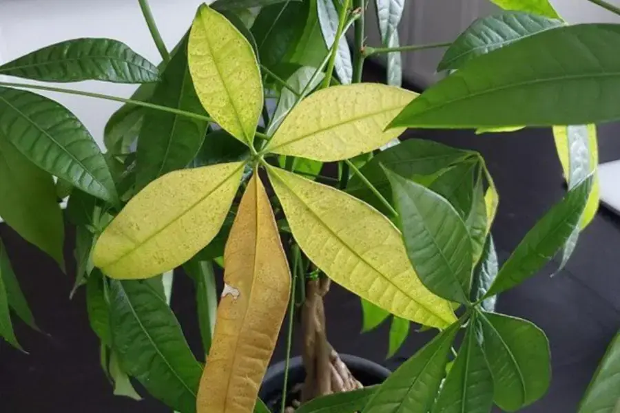 Bệnh vàng lá, úa lá ở cây Kim Ngân
