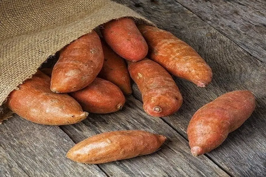 Khoai lang được để trong túi cói tối màu, khô thoáng