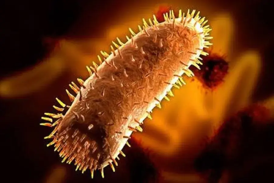Rhabdovirus trong nước bọt động vật dại sẽ đi vào cơ thể mèo.
