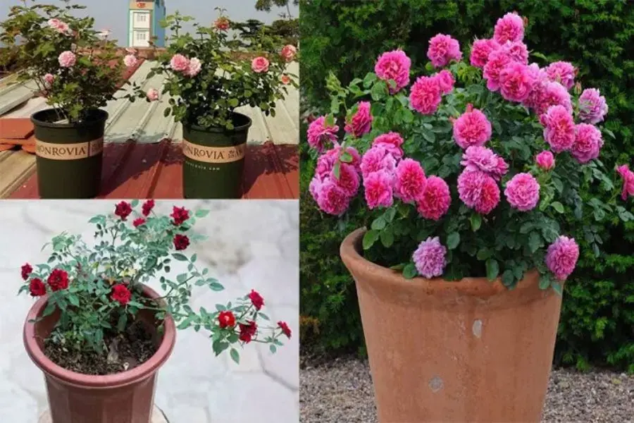 Chọn chậu trồng phù hợp với độ tuổi và kích thước của cây hoa hồng giúp cây phát triển hơn