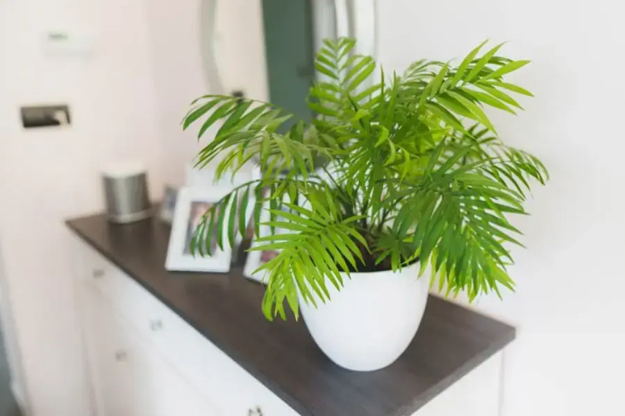 Cây cau tiểu châm giúp xua đuổi tà khí cho không gian làm việc của người mệnh mộc
