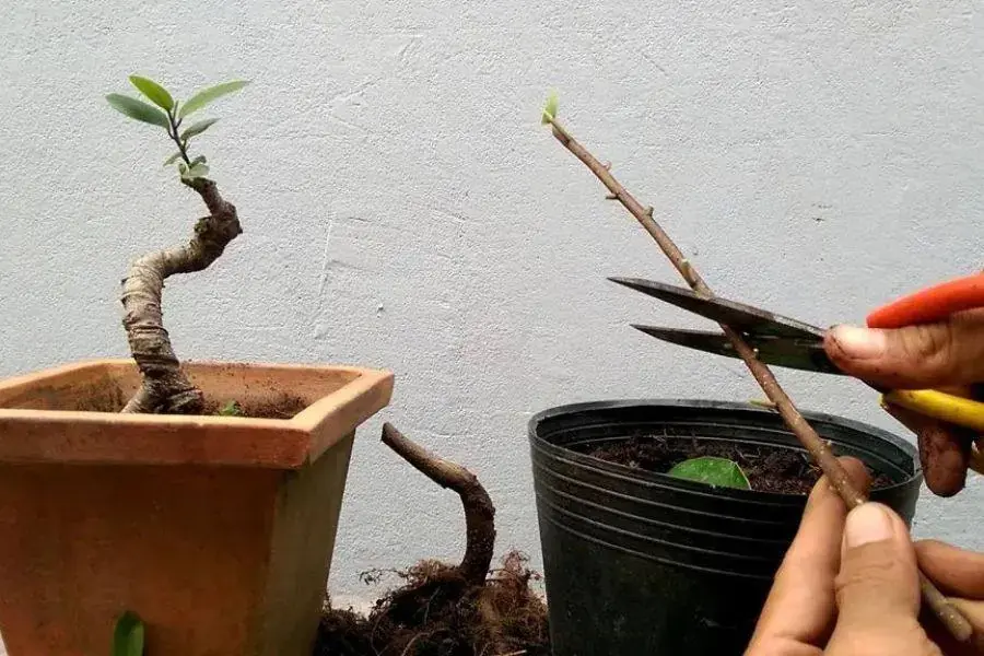 Nhân giống cây si bằng phương pháp chiết cành.
