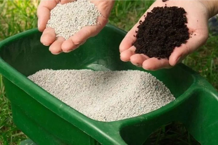 Bón phân định kỳ cho cây dâu tây.
