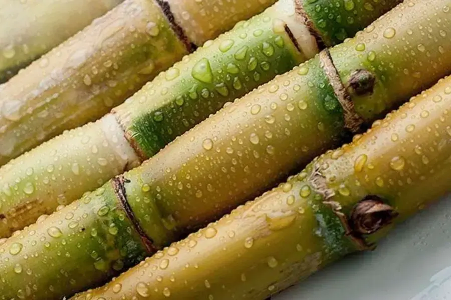 Chọn mua cây mía đều màu, vỏ bóng