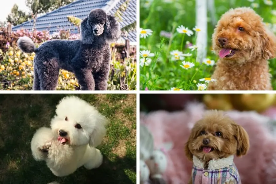 Các giống chó Poodle phổ biến nhất hiện nay.