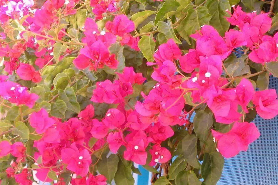 Nên trồng hoa giấy ở nơi có ánh sáng nhẹ, thoáng mát (Hình ảnh: The Spruce)