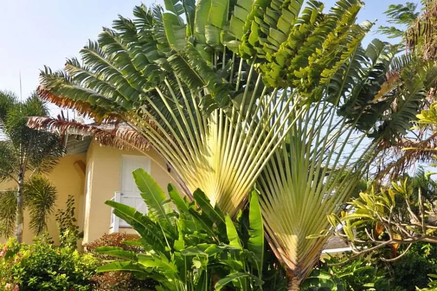 Trang trí quán cafe ngoài trời với cây chuối rẻ quạt ấn tượng, độc đáo.
