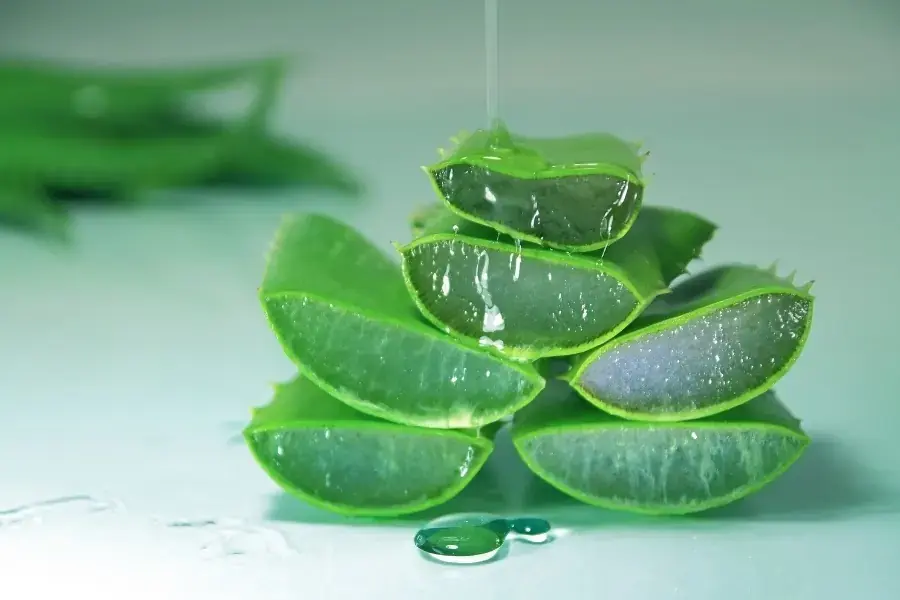 Nha đam giúp tăng cường sức khỏe đường ruột