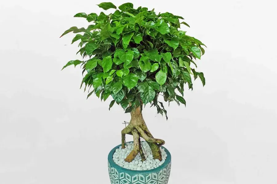 Cây phong thủy hạnh phúc hợp với người mệnh Kim và mệnh Thủy.