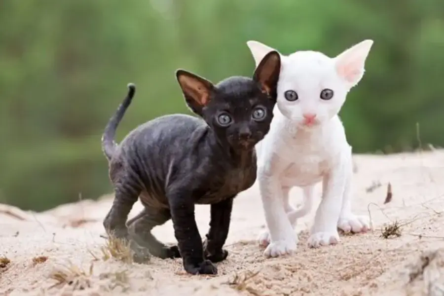 Giống mèo mun Devon Rex với bộ lông ngắn, bóng mượt.