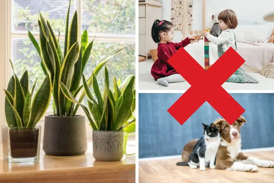Nên lưu ý đặt cây lưỡi hổ tránh tầm với của trẻ em, thú cưng