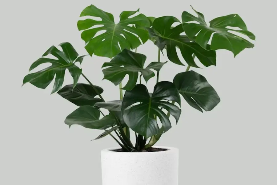 Cây trầu bà lá xẻ có tác dụng thanh lọc không khí.