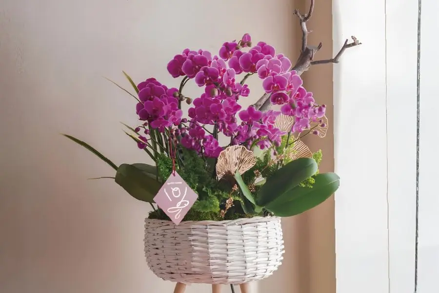 Giỏ hoa lan hồ điệp tặng đối tác