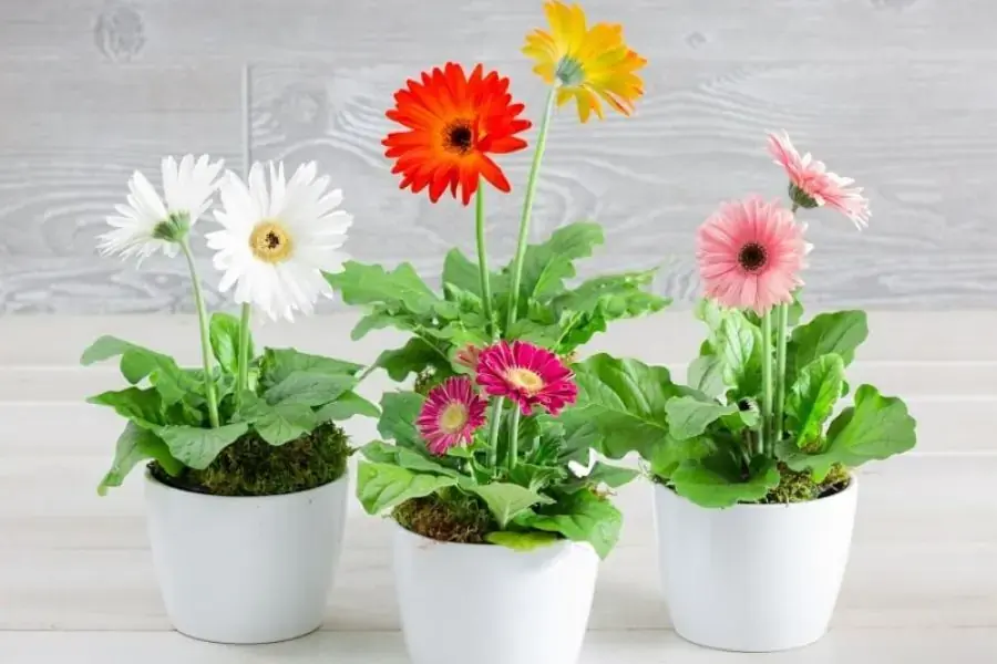 Trang trí hoa đồng tiền trên bàn làm việc giúp thu hút may mắn và sự giàu sang
