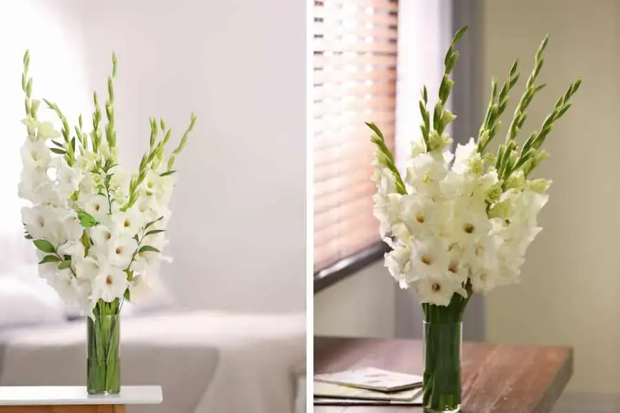 Mẫu hoa lay ơn trắng phù hợp cho nhiều không gian khác nhau.