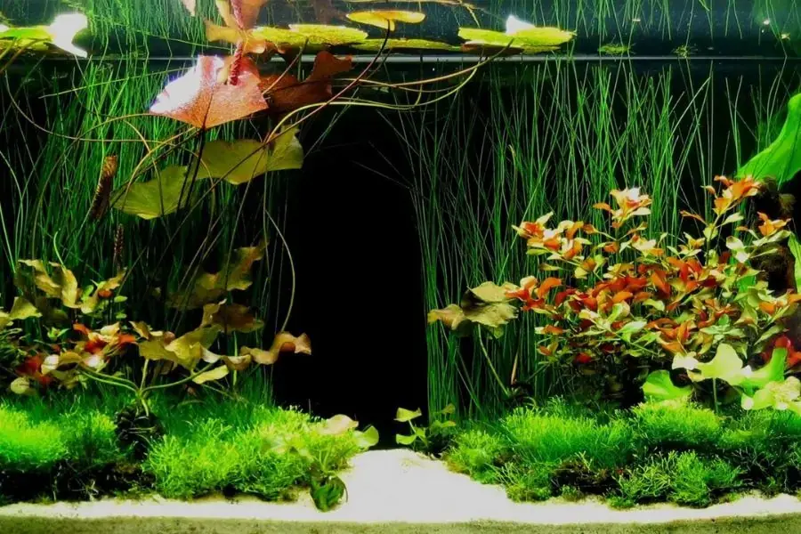Vào buổi sáng nồng độ Oxy trong hồ cá rất thấp do các cây thủy sinh chưa quang hợp