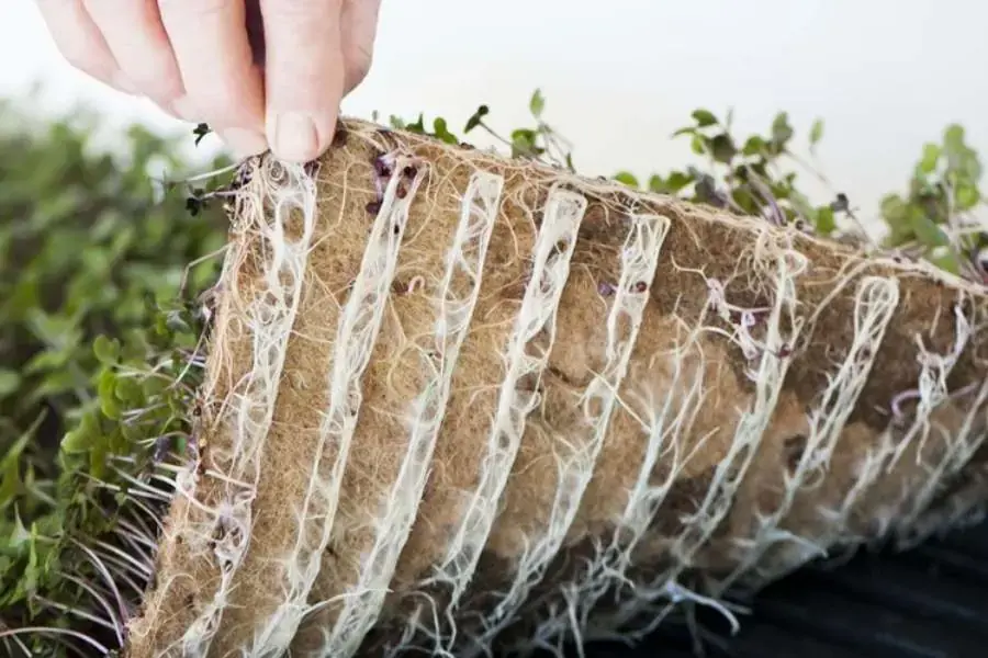 Cho xơ dừa vào khay, đổ nước vào và bỏ bớt nước ra.