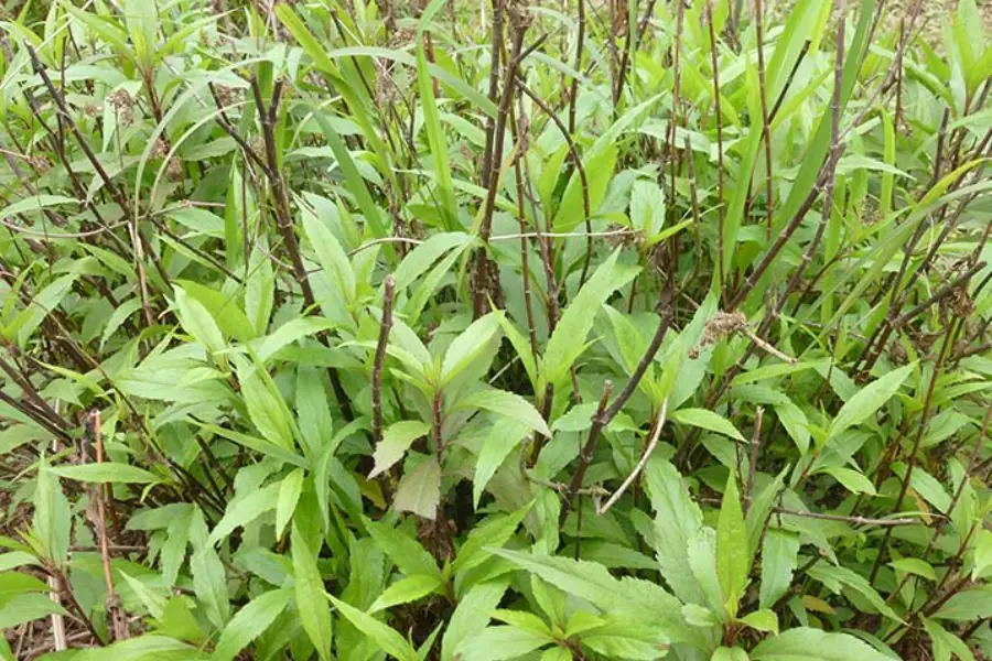 Cây mần tưới có thể đuổi bọ chét