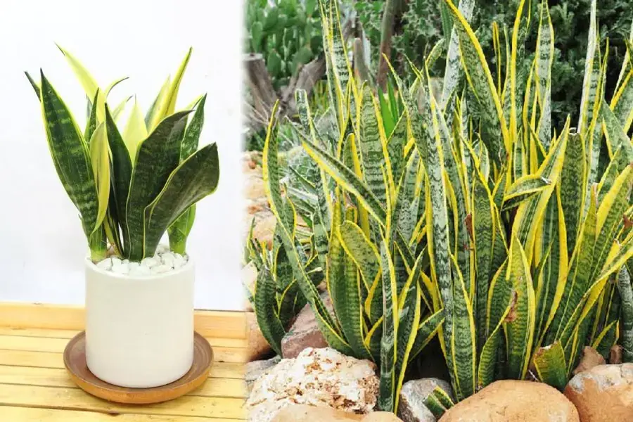 Cây lưỡi hổ có nhiều tác dụng trong quá trình làm sạch không khí