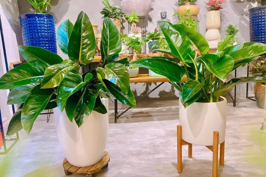 Để cây trầu bà đế vương phát triển mạnh mẽ, tránh đặt cây dưới ánh sáng trực tiếp và chọn môi trường bóng râm.