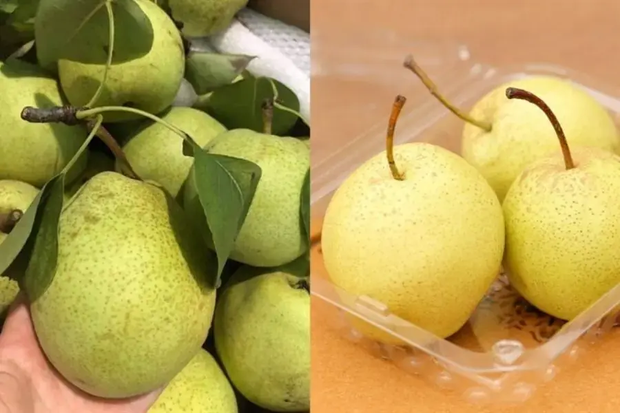 Lê Trung Quốc và lê Việt Nam