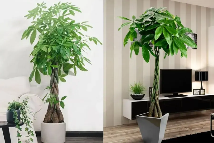 Cây kim ngân trồng giếng trời góp phần đem lại tính thẩm mỹ cho căn nhà